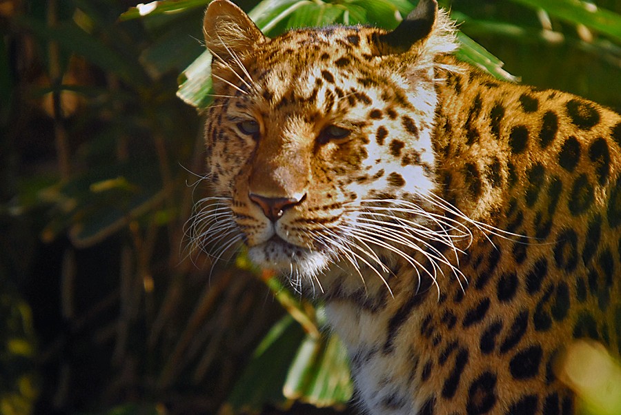 Amur Leopard