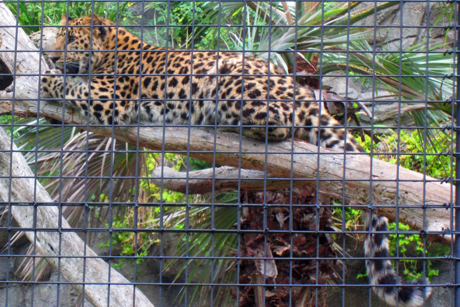 Amur Leopard