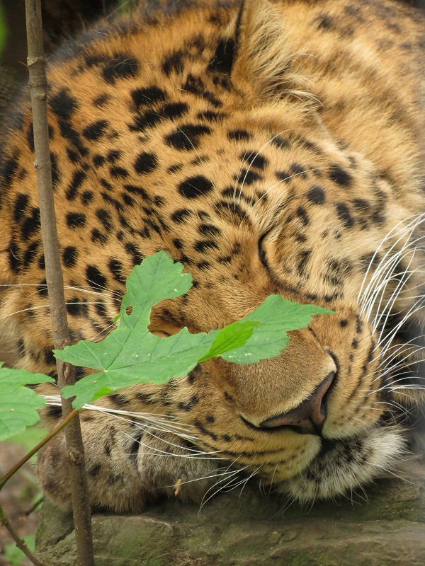 Amur Leopard