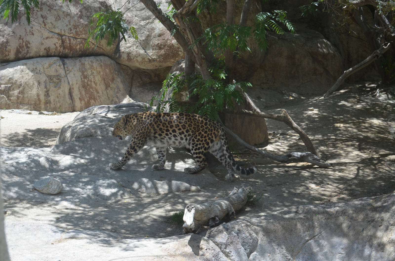 Amur Leopard