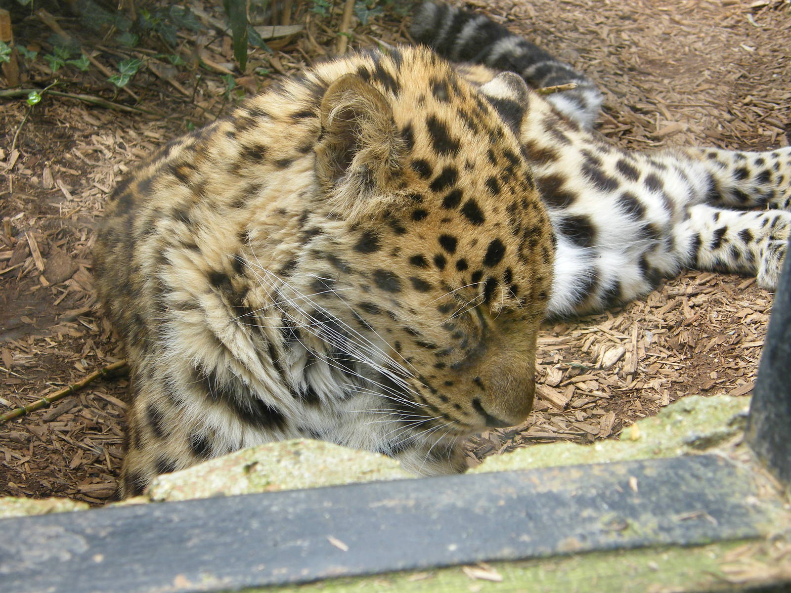 Amur Leopard