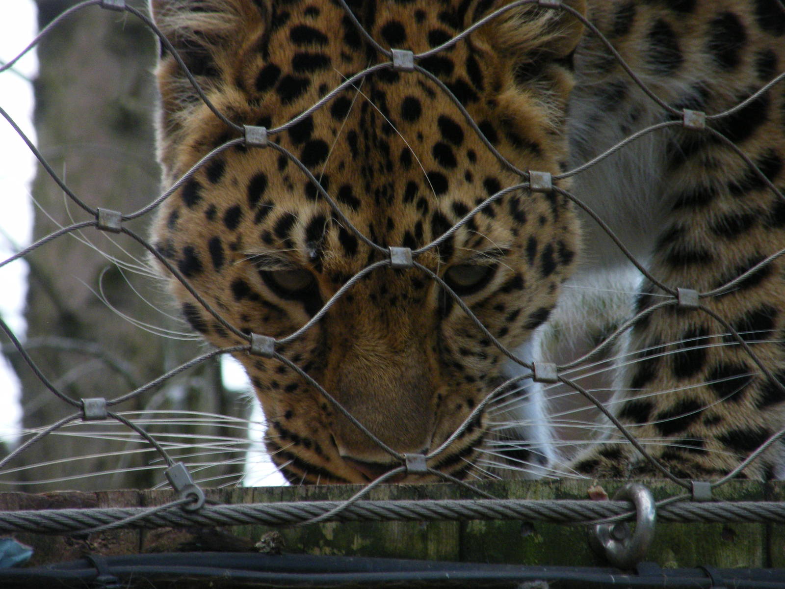 Amur Leopard