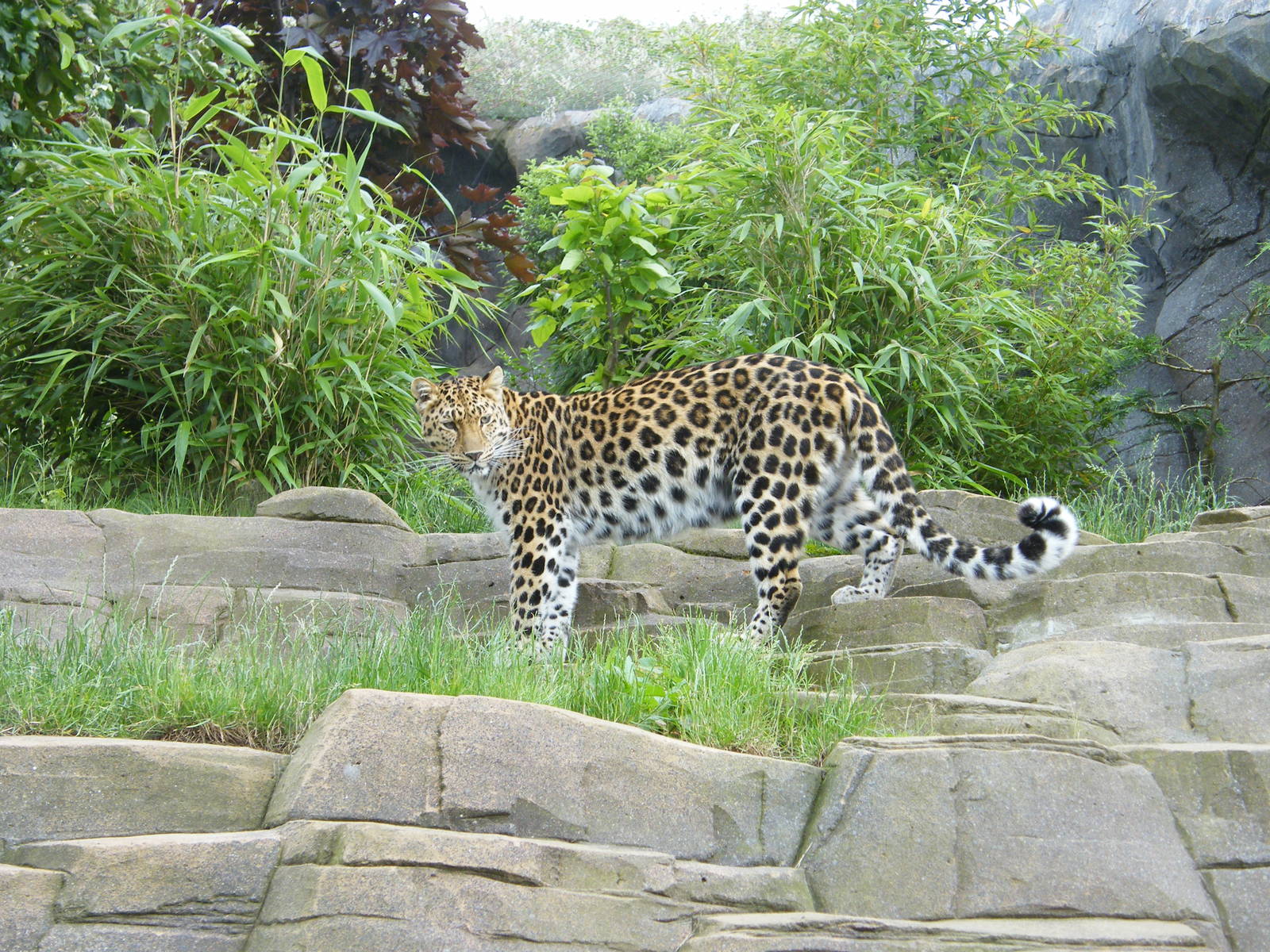 Amur Leopard