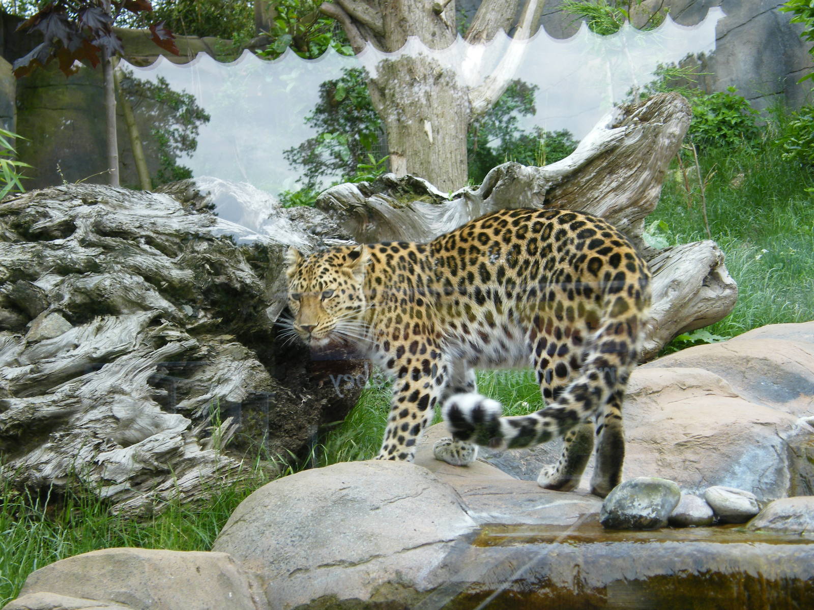 Amur Leopard