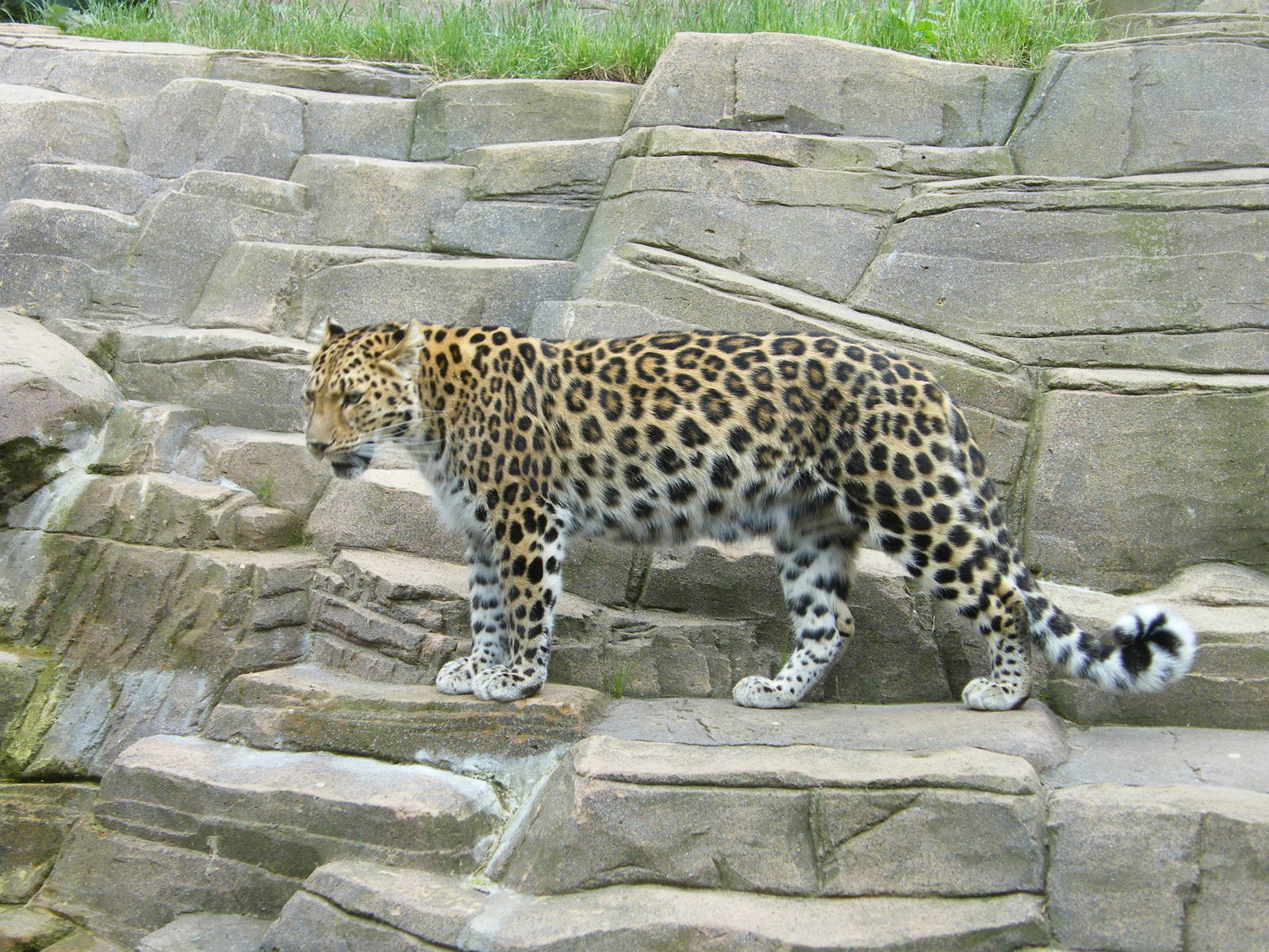Amur Leopard