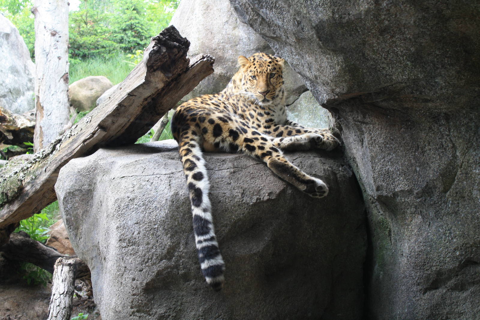 Amur Leopard