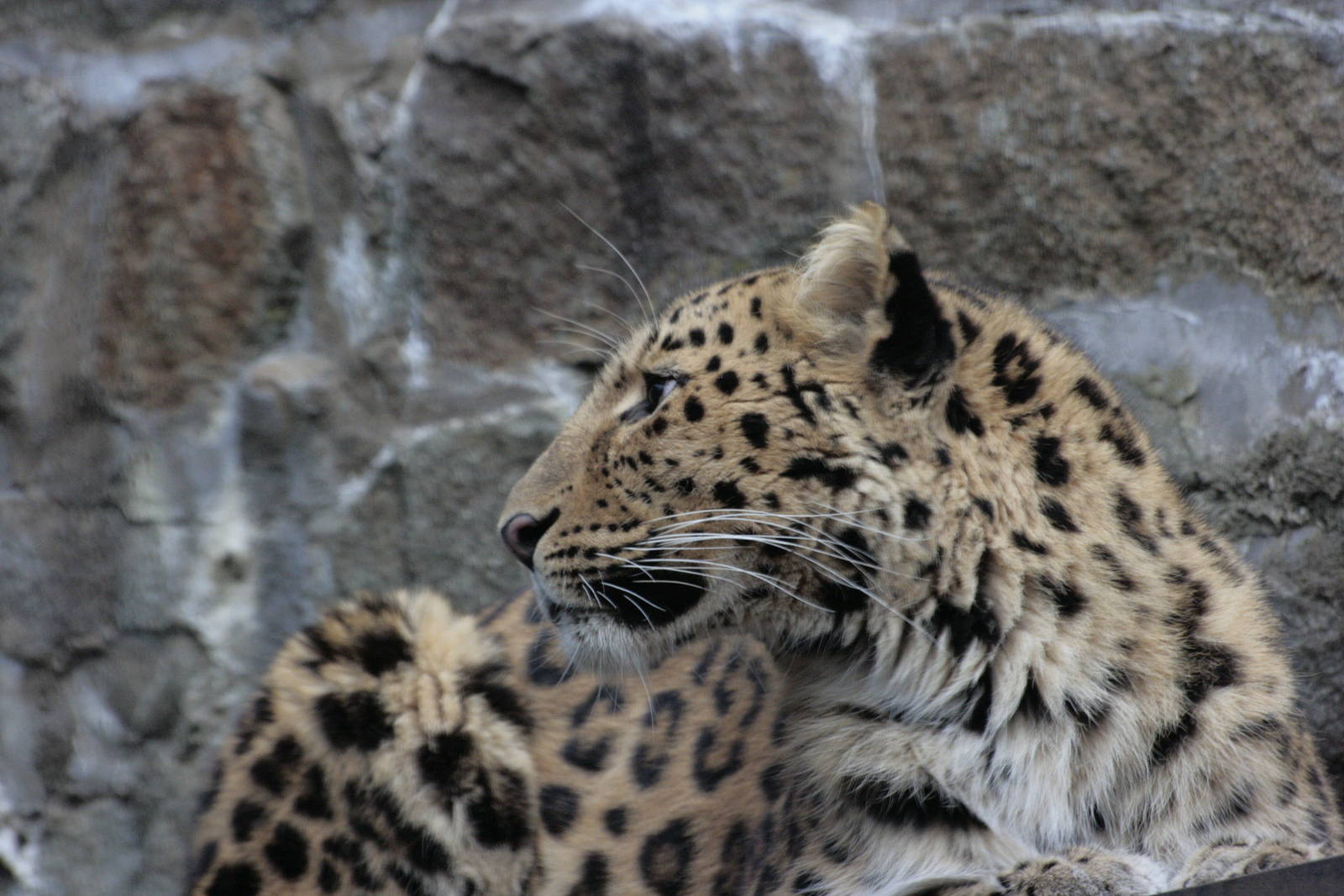 Amur Leopard