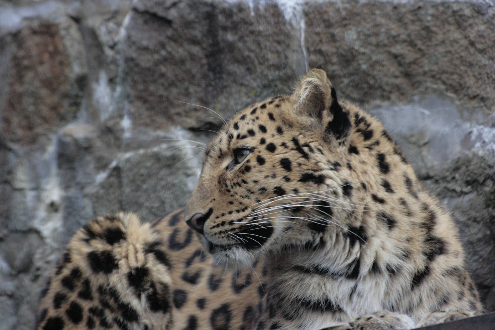 Amur Leopard