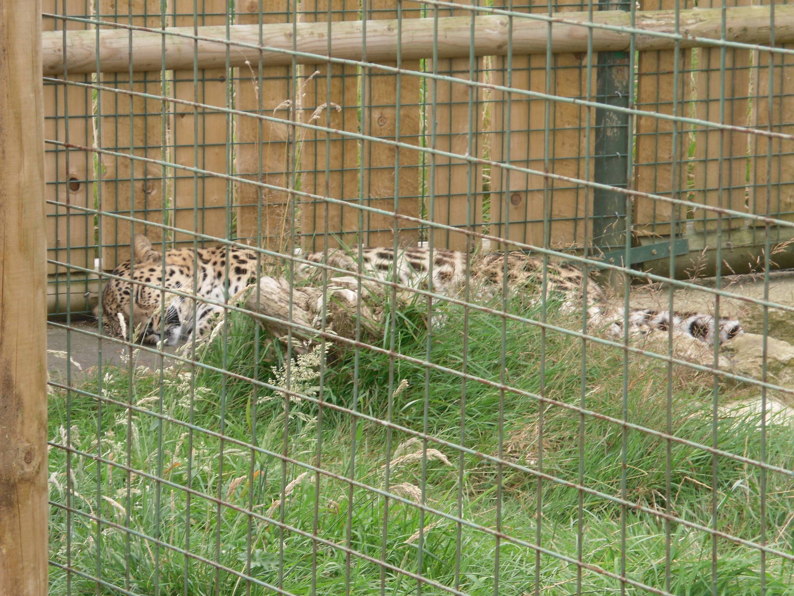 Amur Leopard