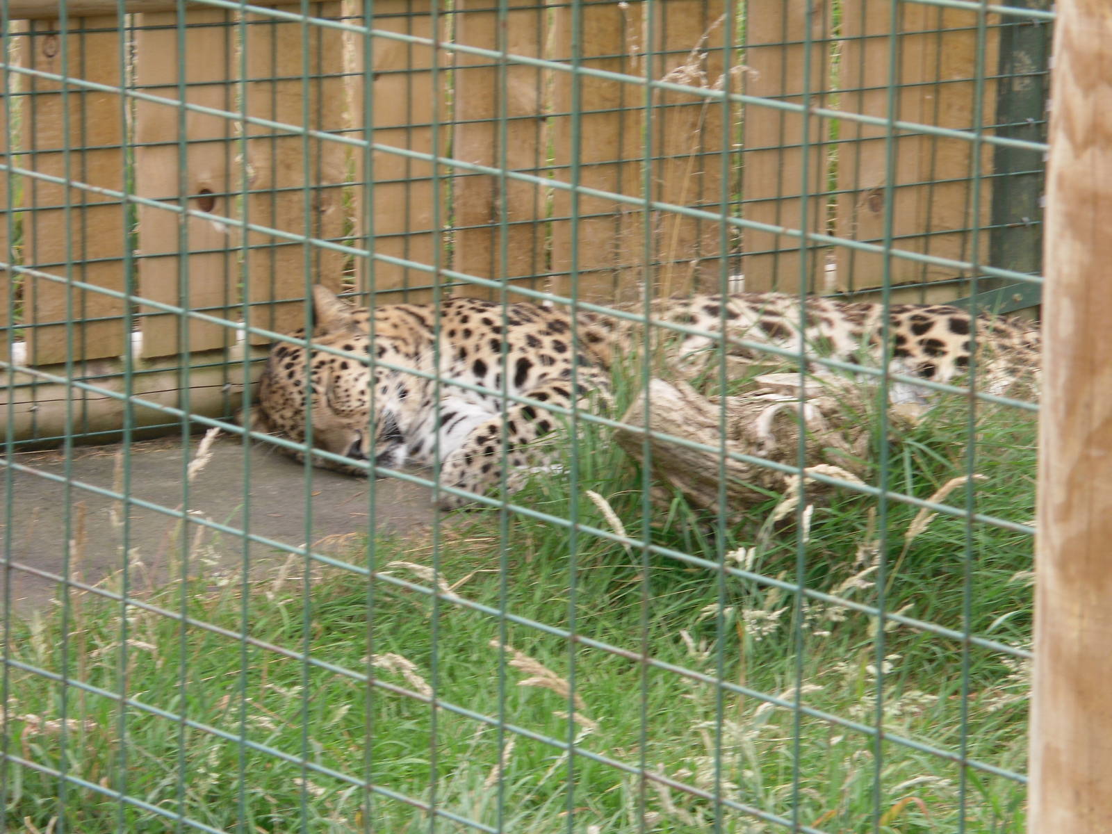 Amur Leopard