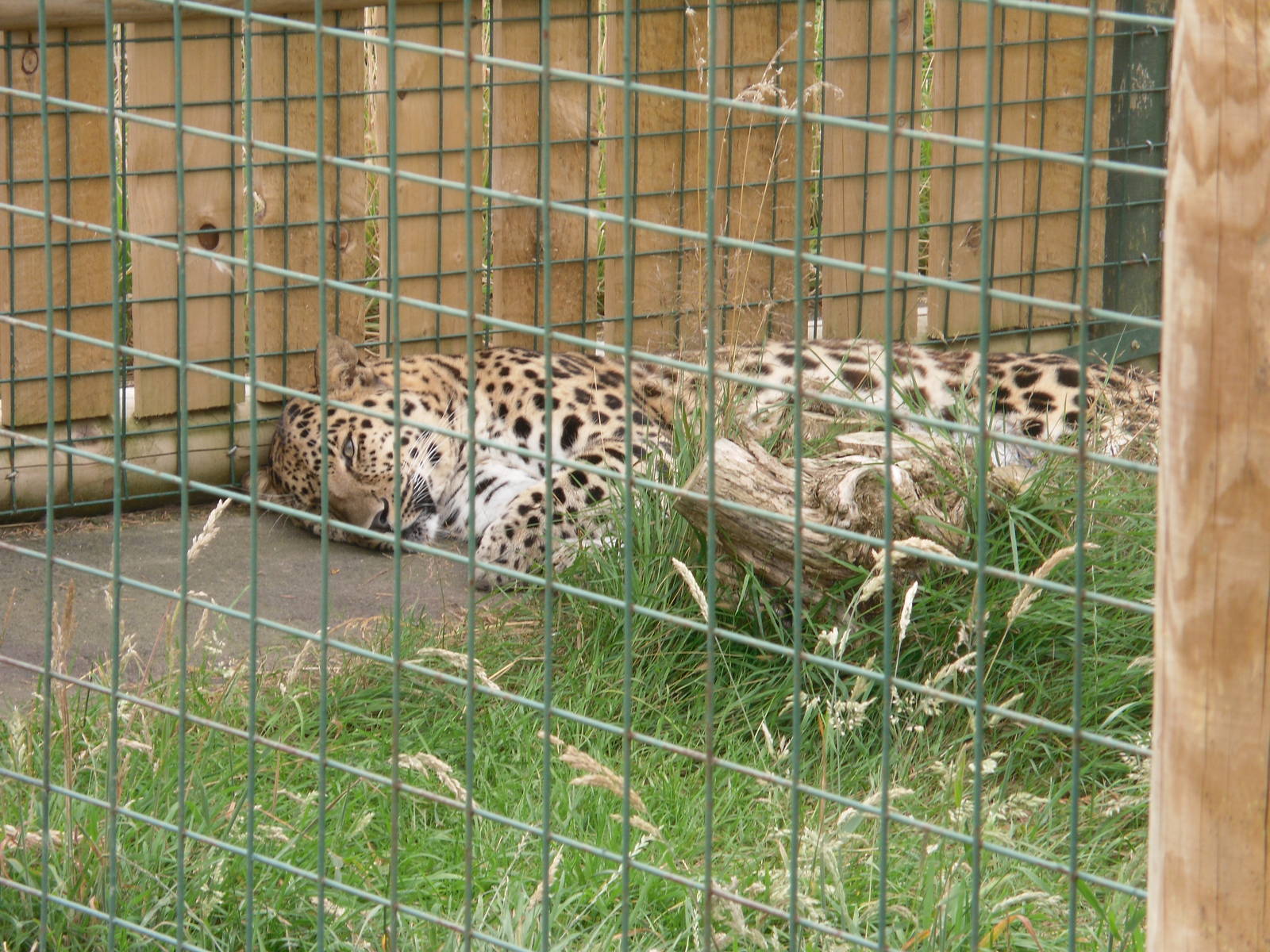 Amur Leopard