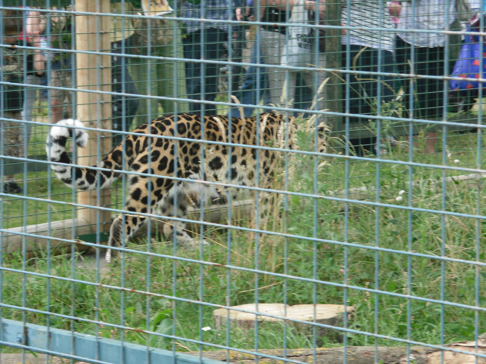 Amur Leopard