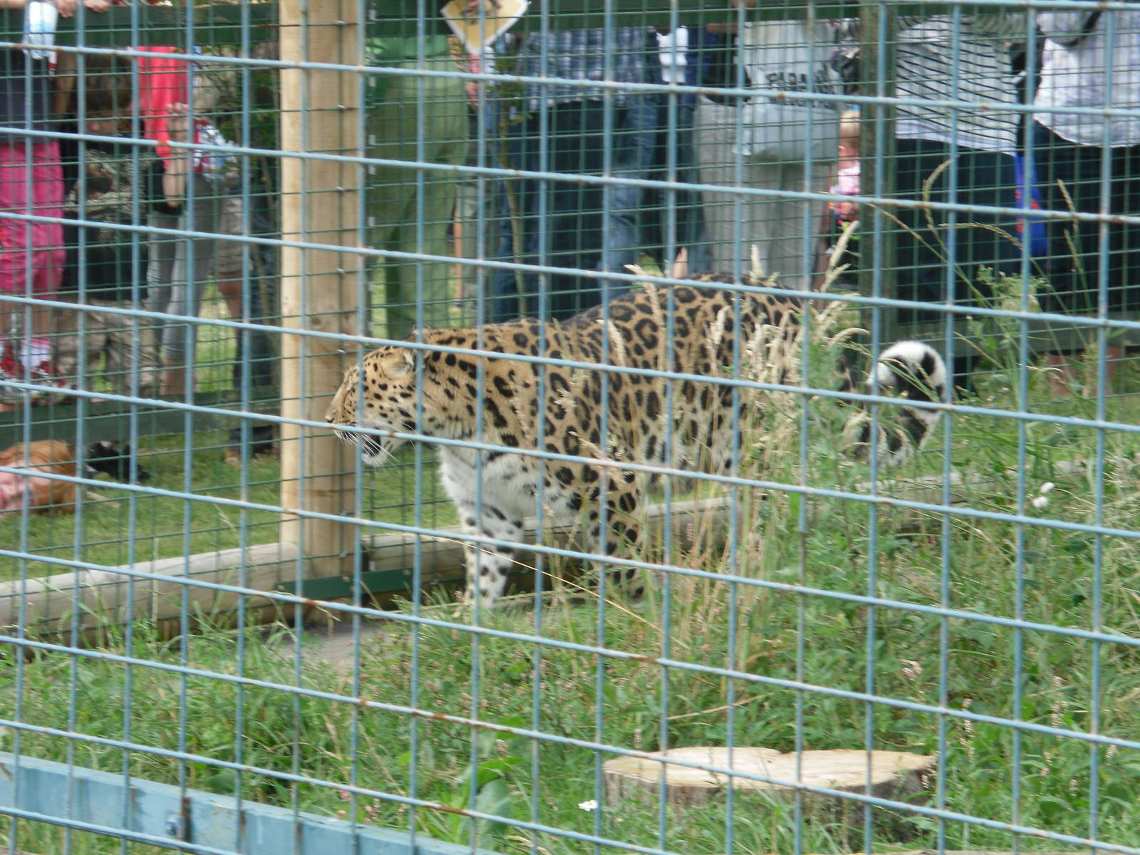 Amur Leopard