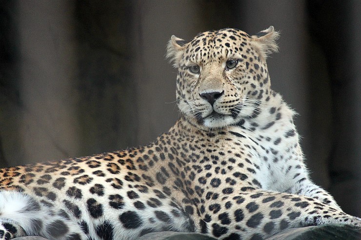 Amur leopard.