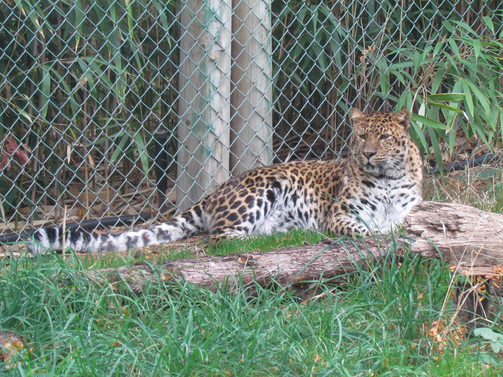 Amur Leopard