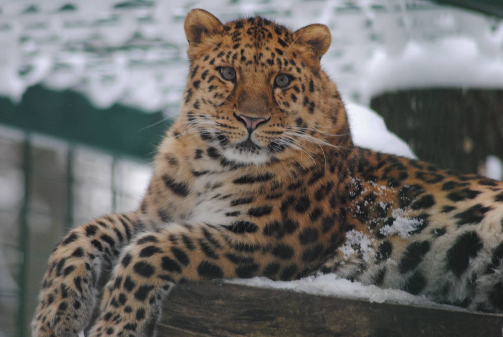 Amur leopard