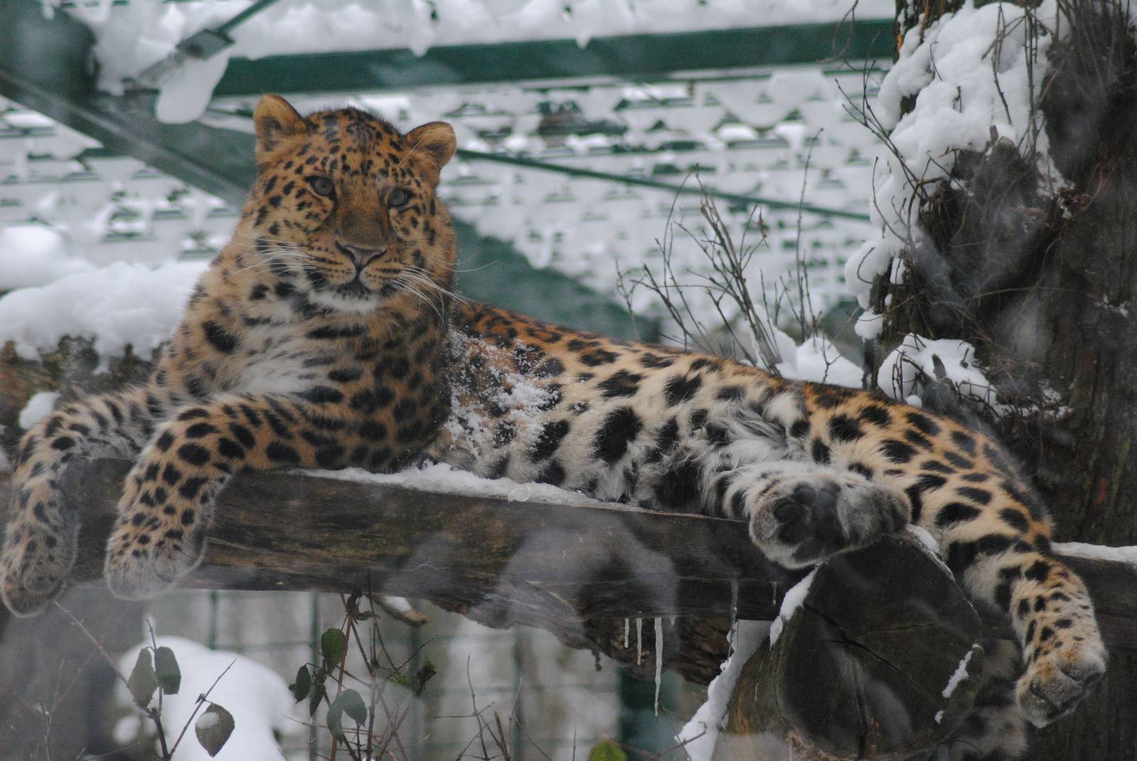 Amur leopard