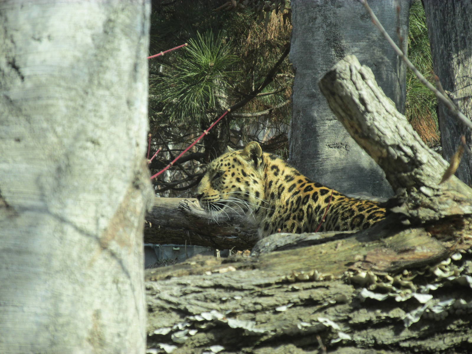 Amur Leopard