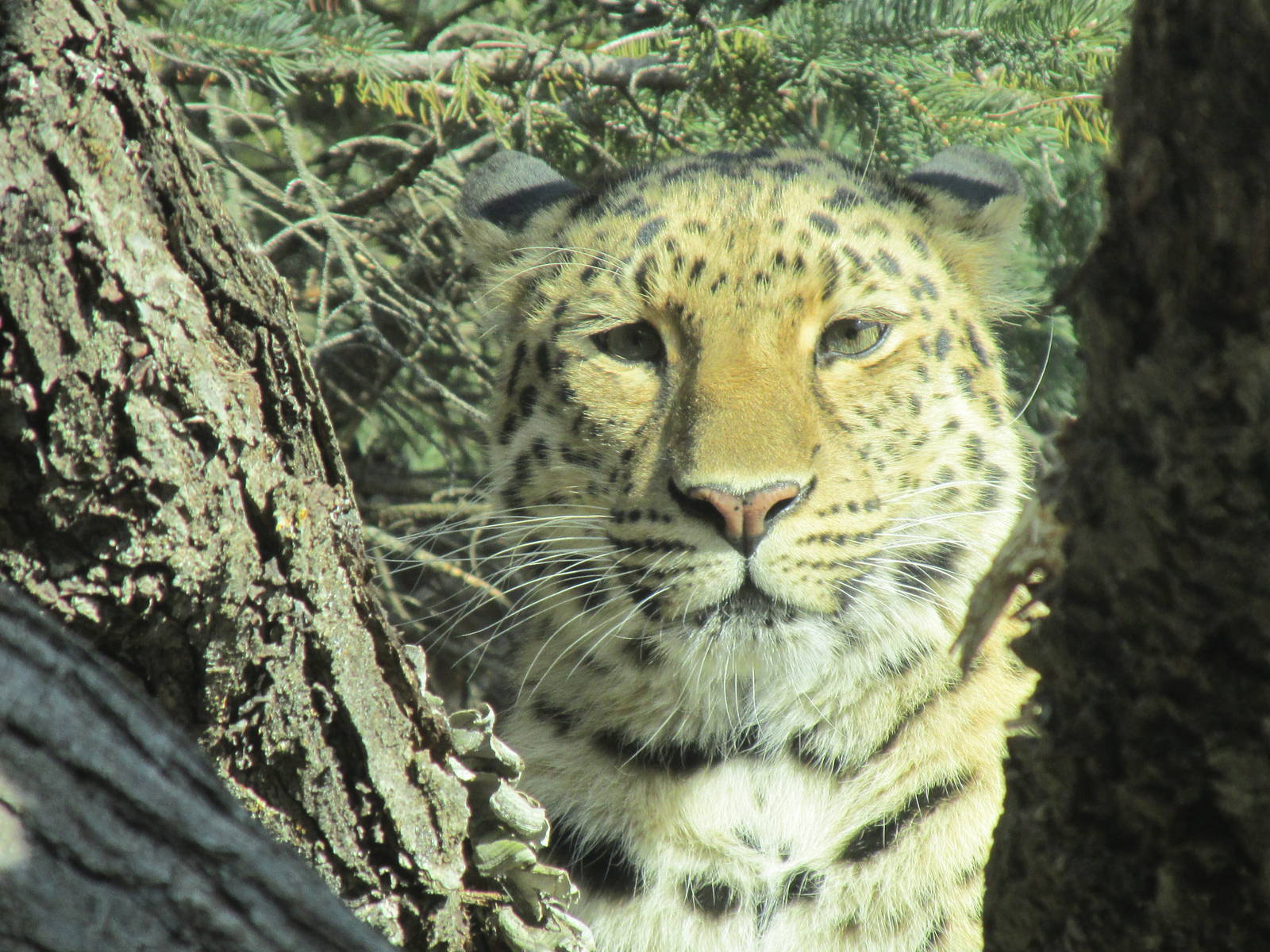Amur Leopard