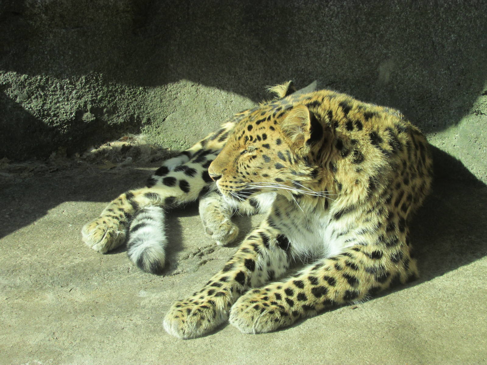 Amur Leopard