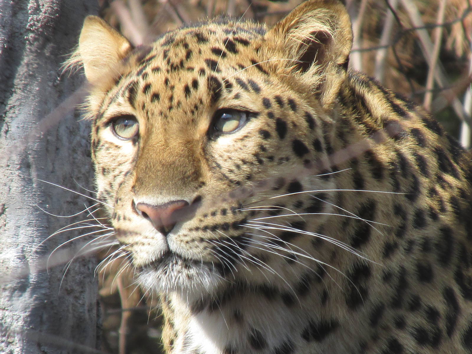 Amur Leopard
