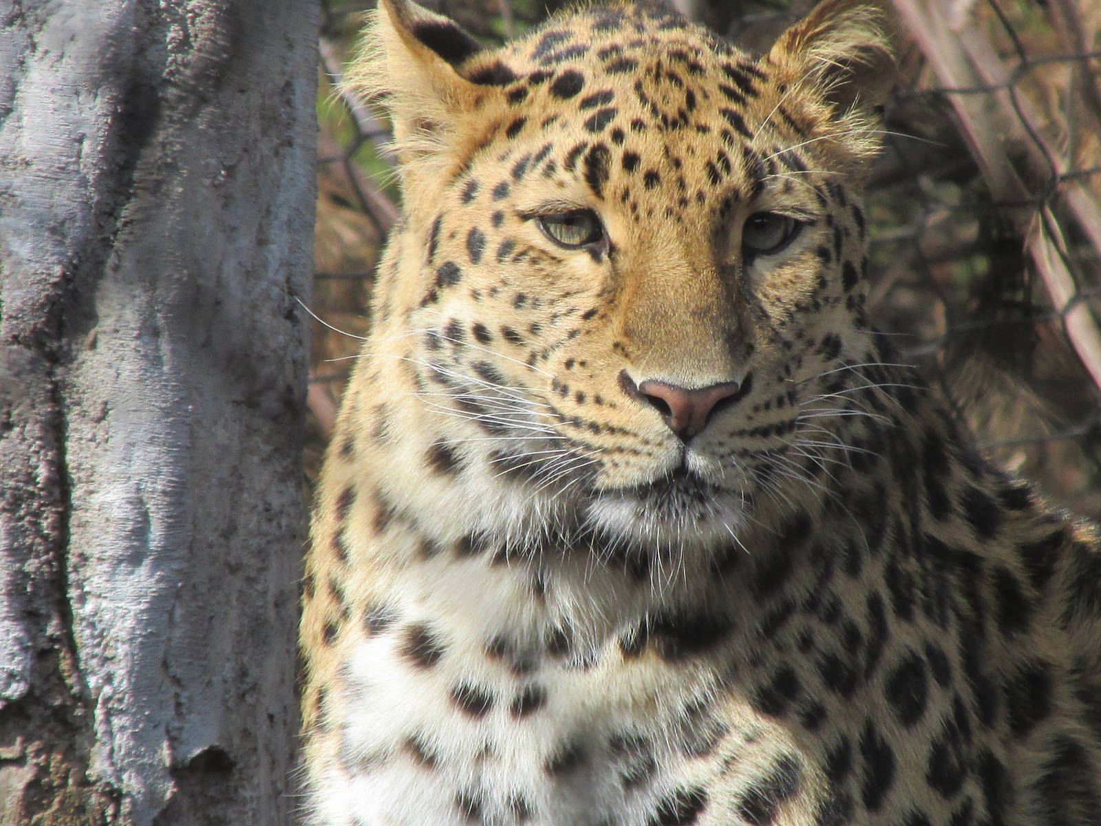 Amur Leopard