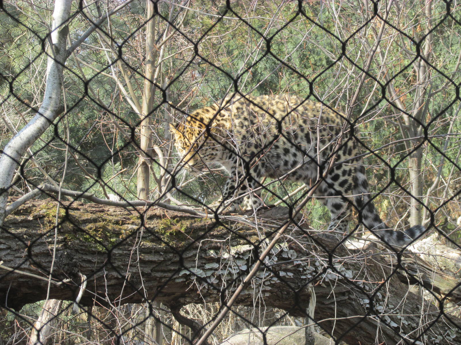 Amur Leopard