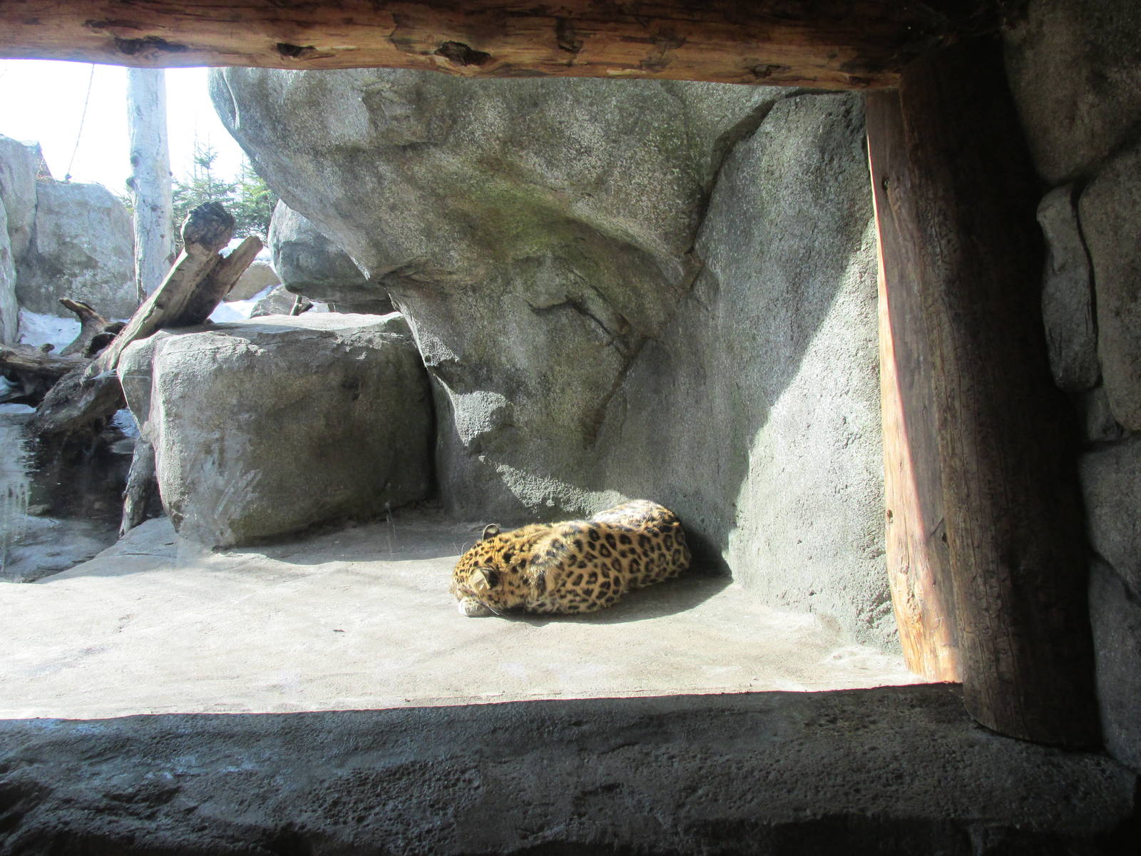 Amur Leopard
