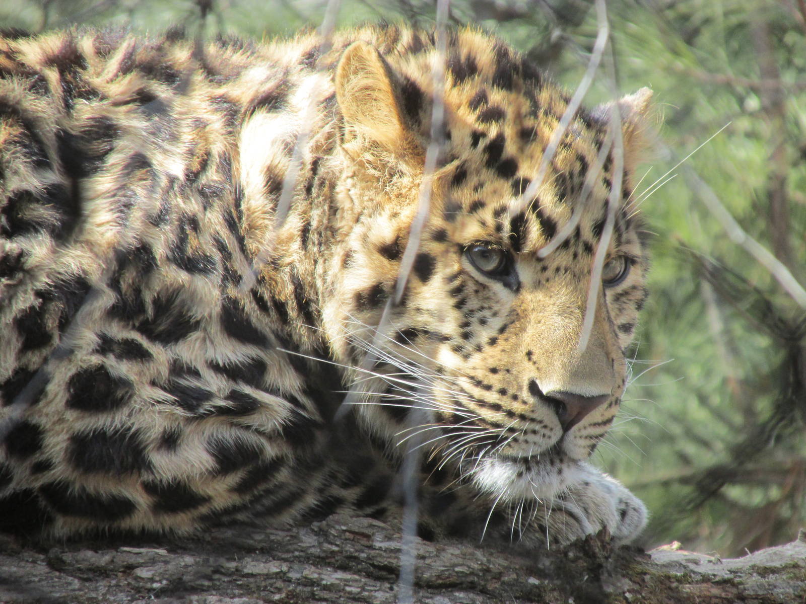 Amur Leopard