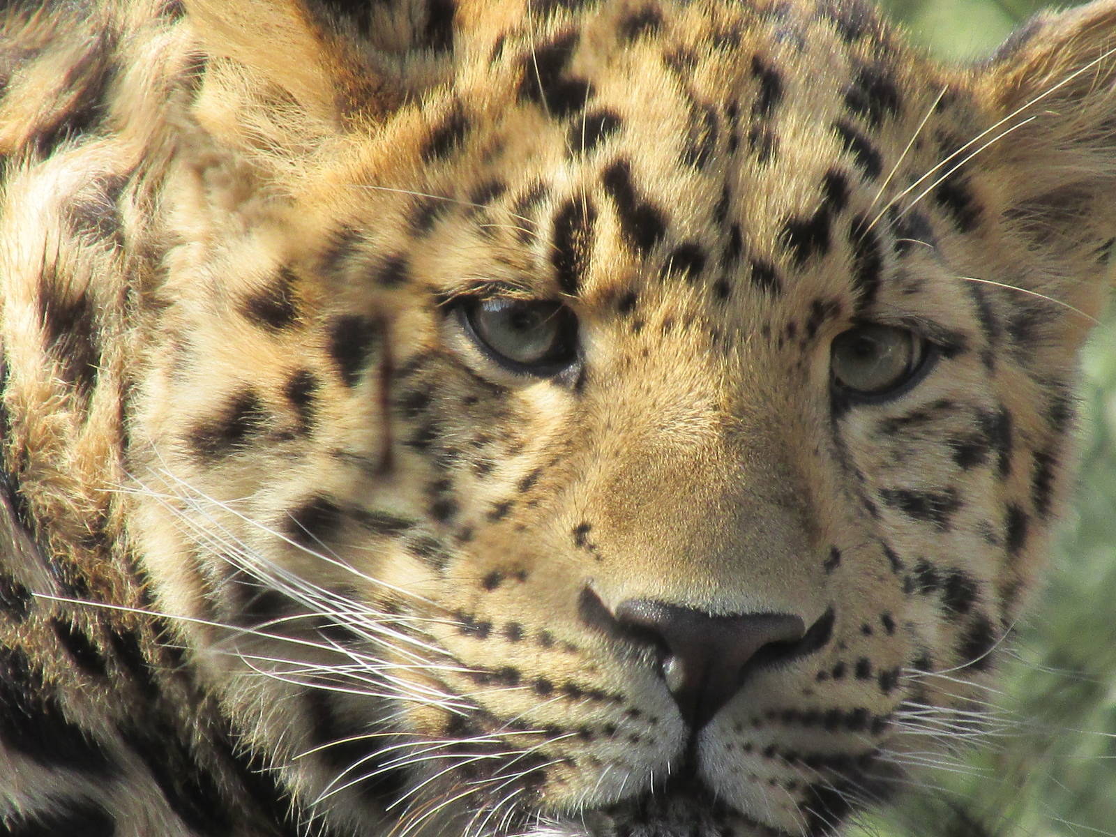 Amur Leopard