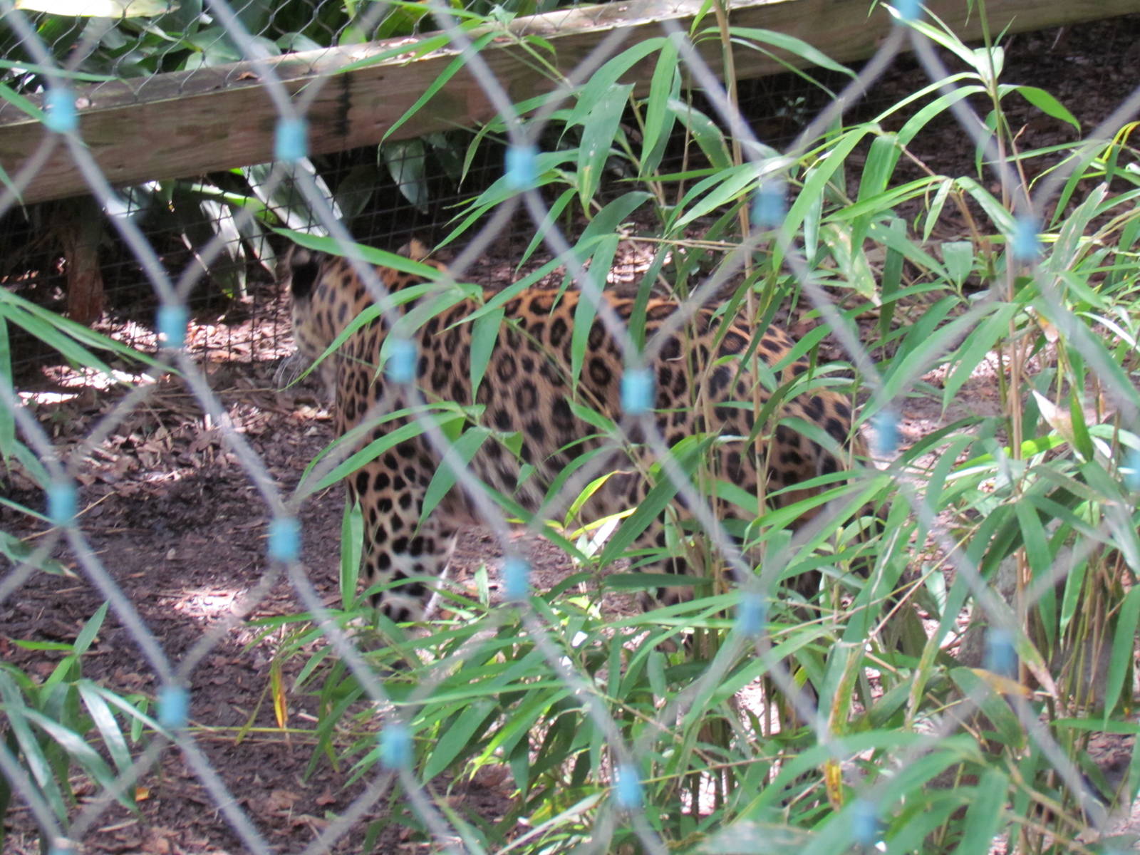 Amur Leopard