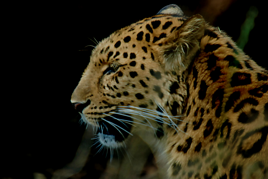 AMUR LEOPARD