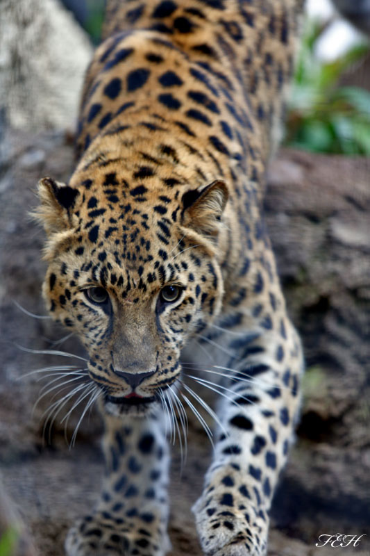 amur leopard