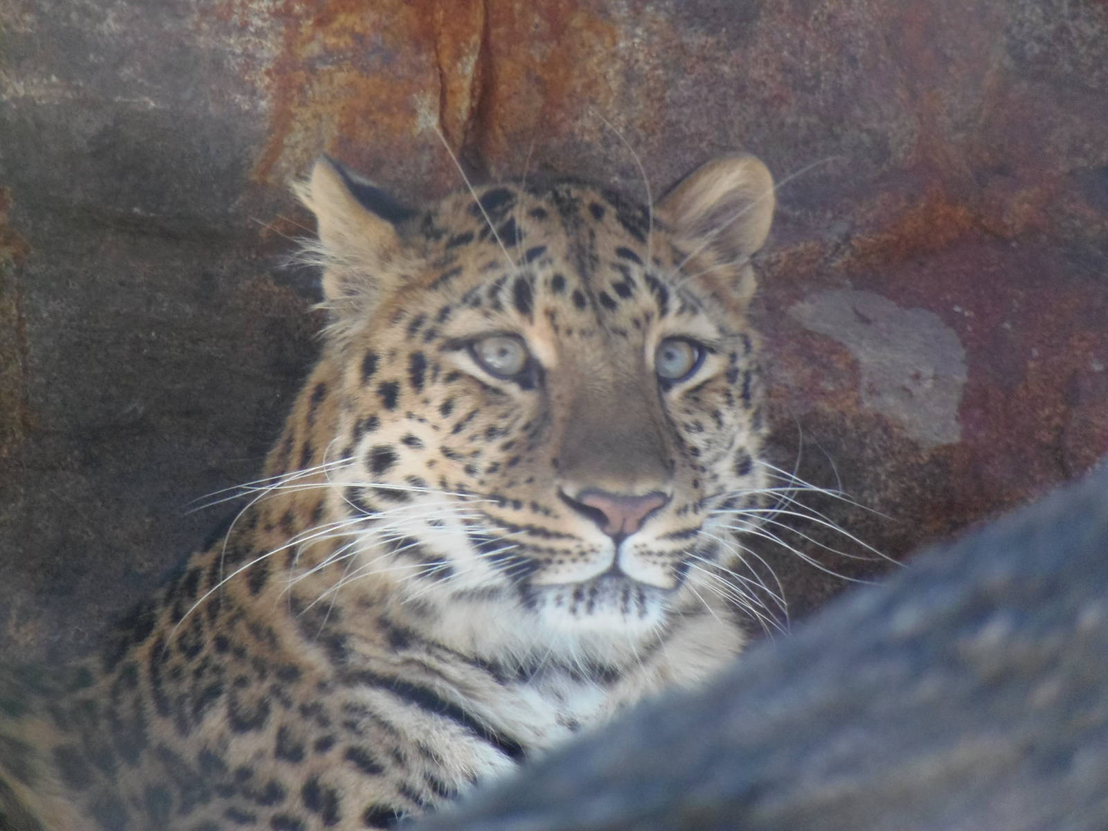 Amur Leopard