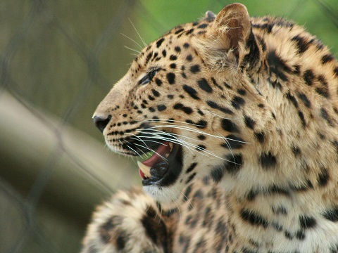 Amur Leopard