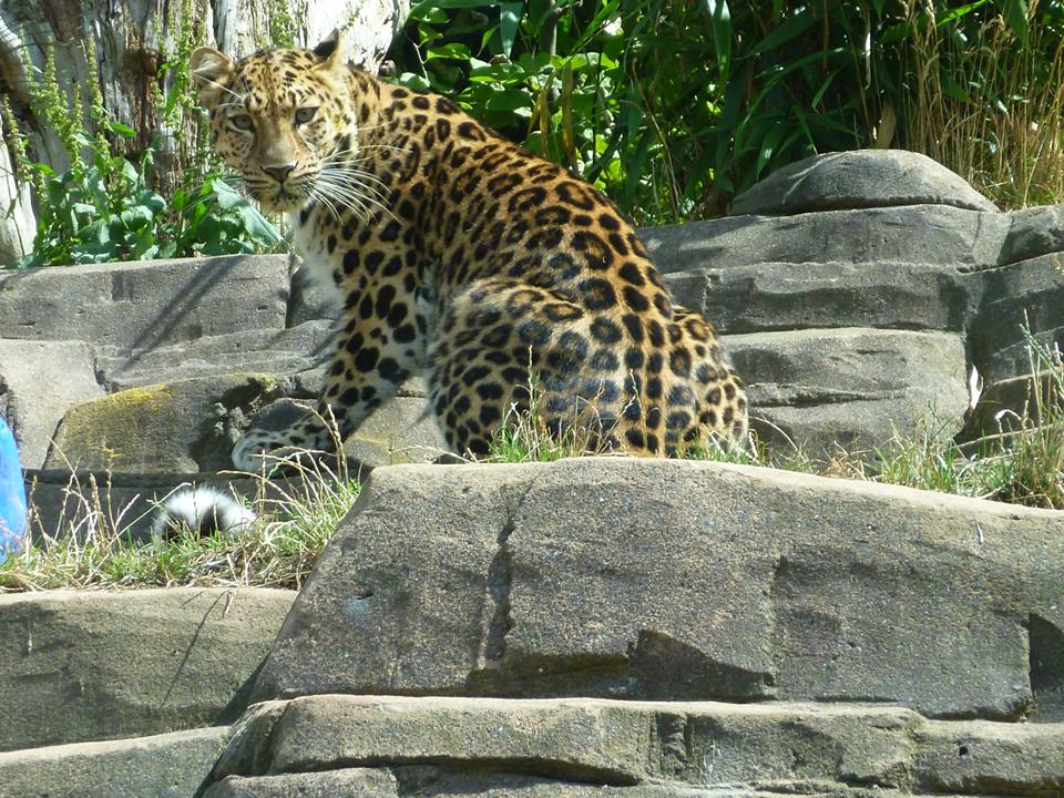 Amur Leopard
