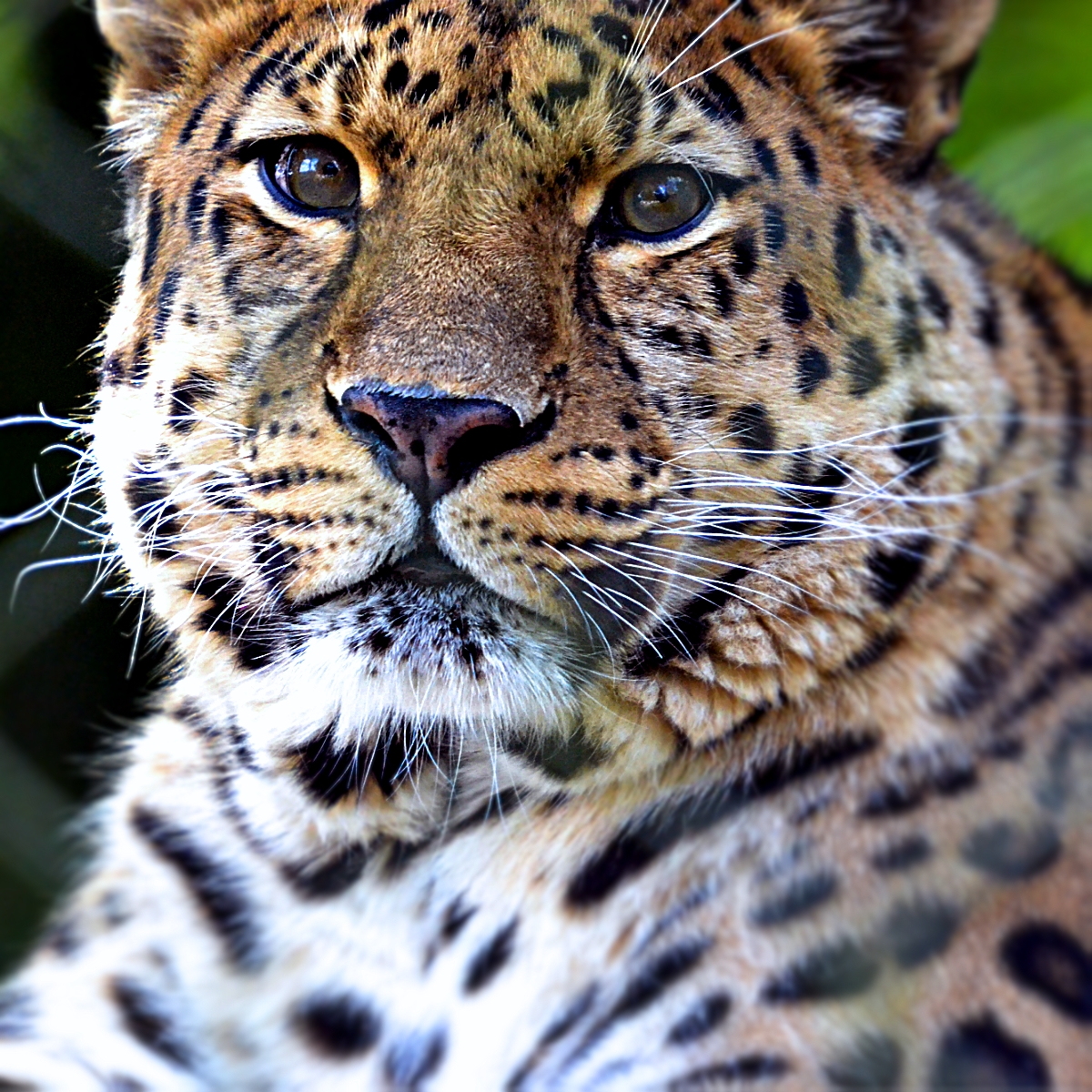 AMUR LEOPARD