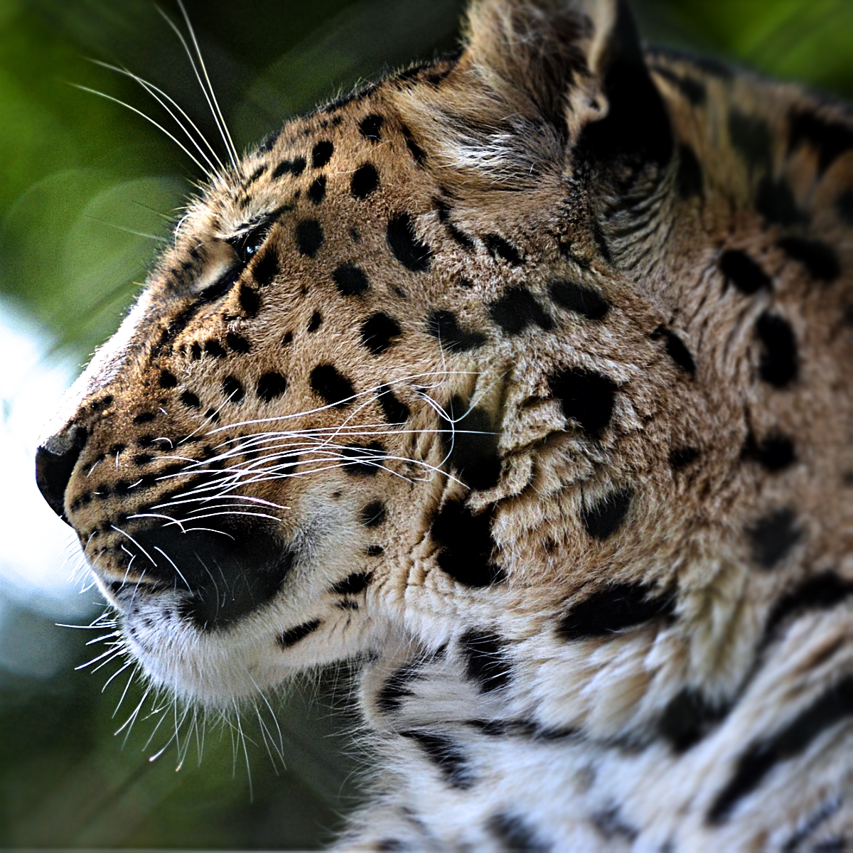 AMUR LEOPARD