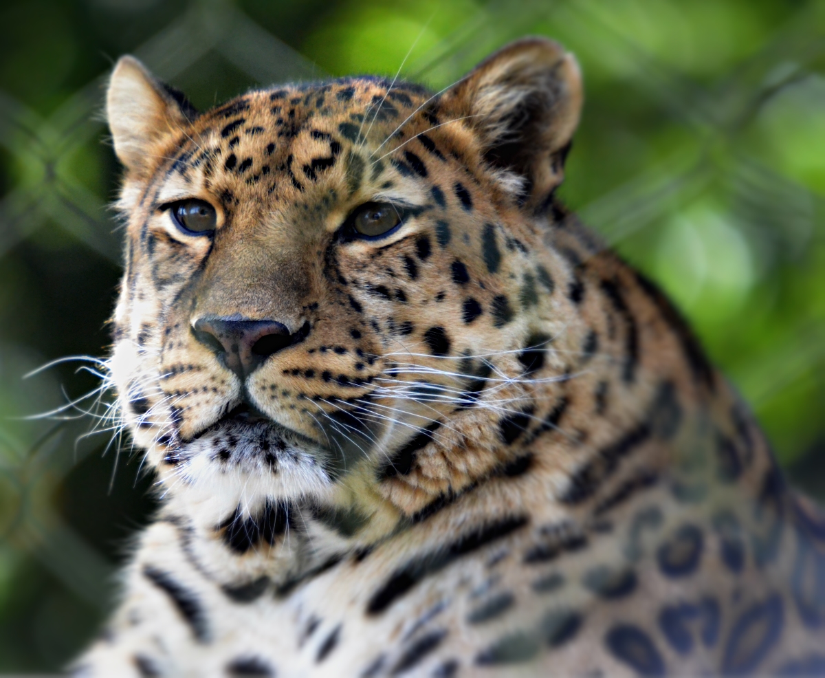 AMUR LEOPARD