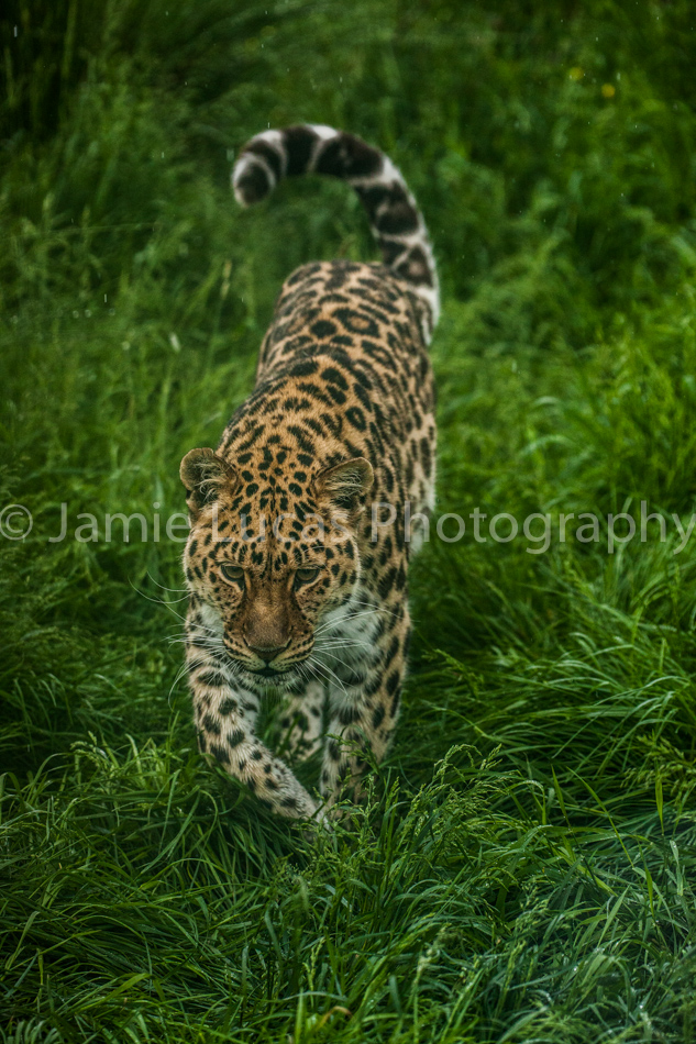 Amur Leopard