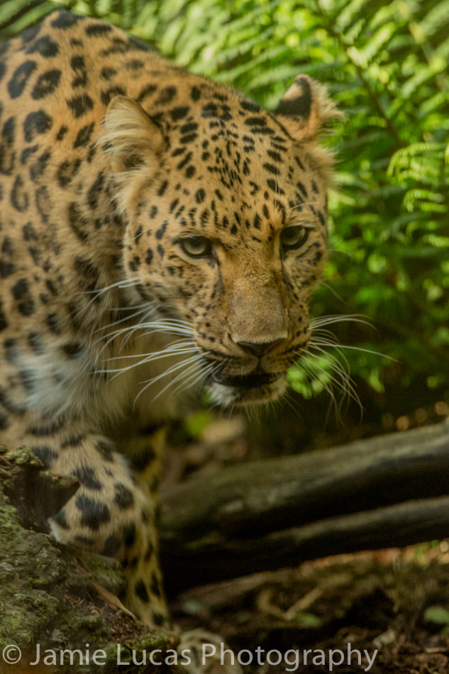 Amur Leopard