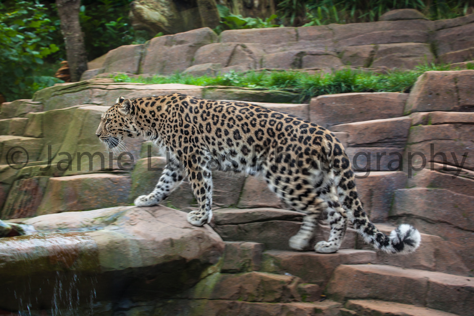 Amur Leopard