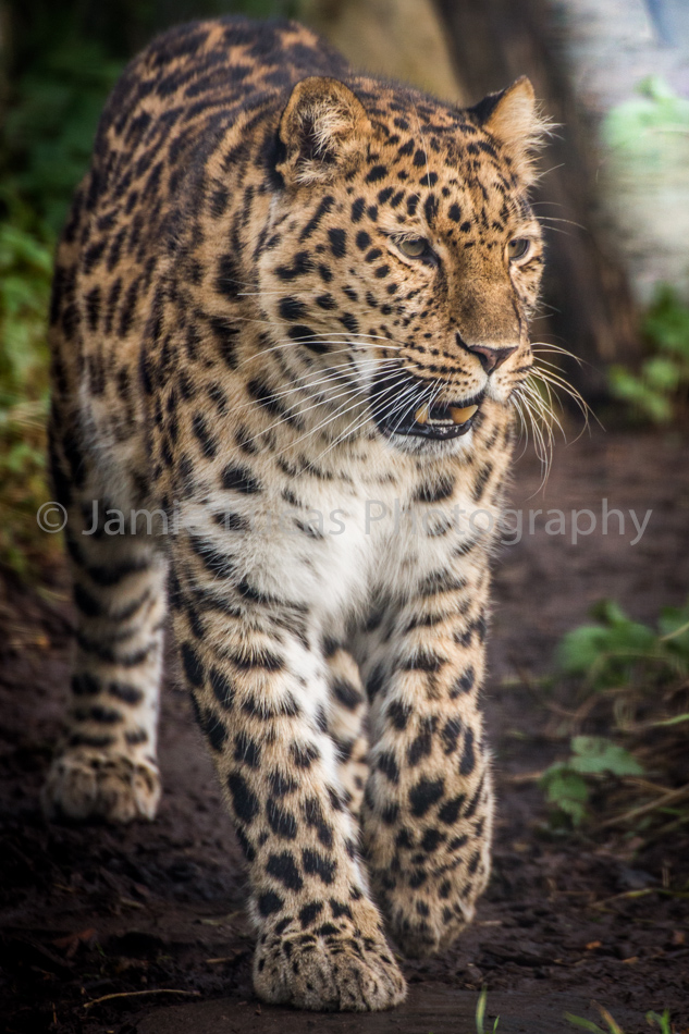 Amur Leopard