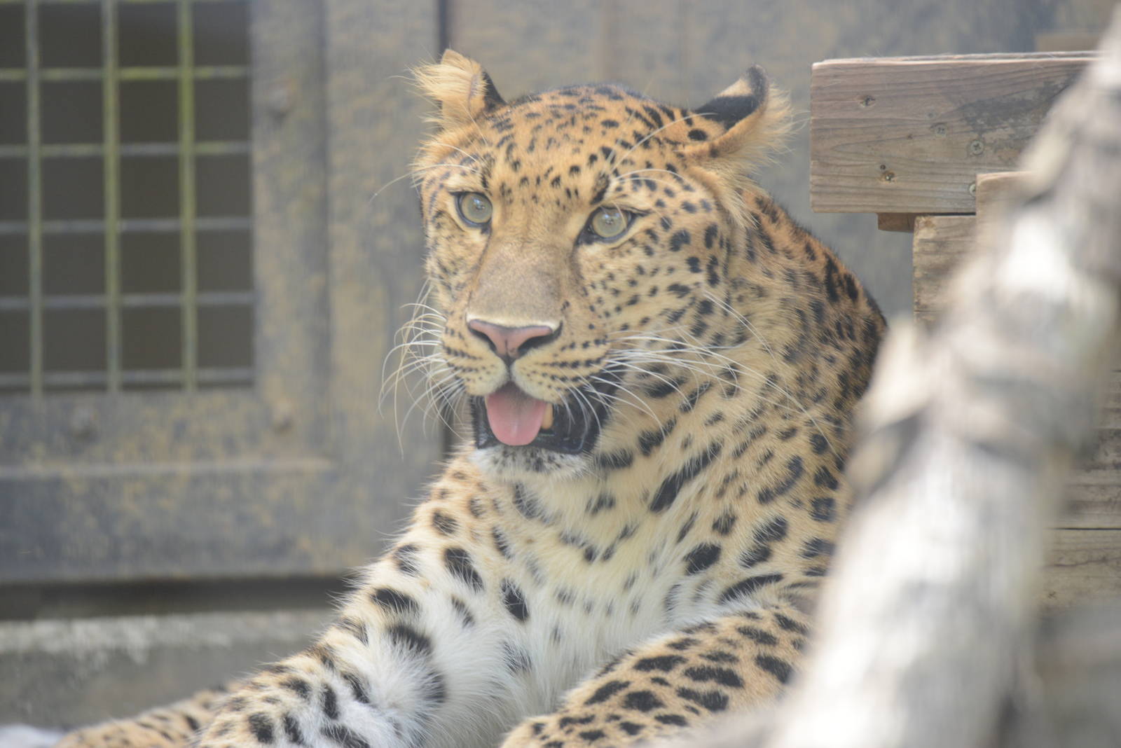 Amur leopard