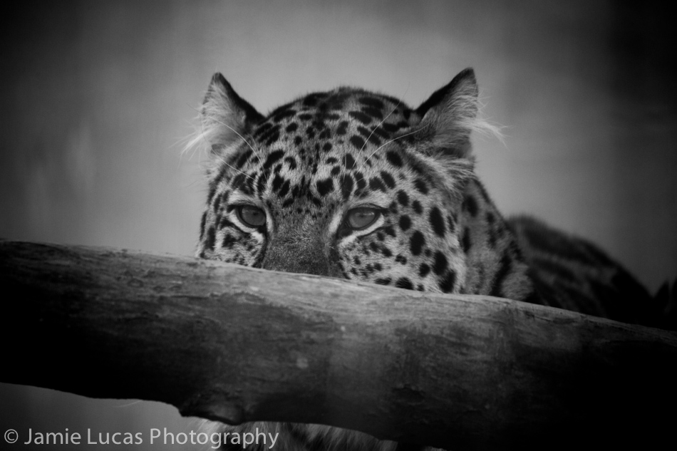 Amur Leopard