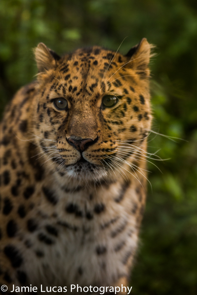 Amur Leopard