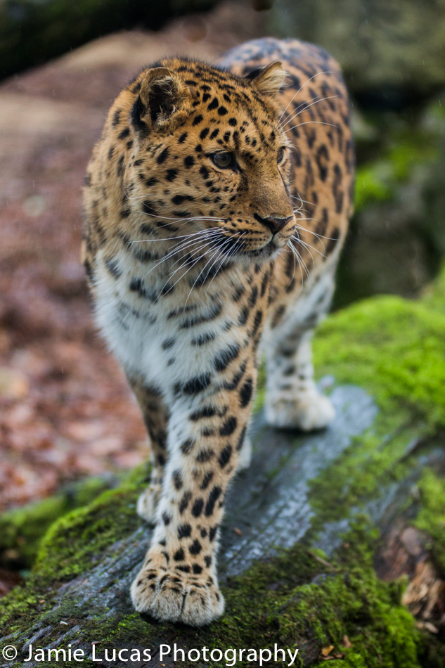 Amur Leopard