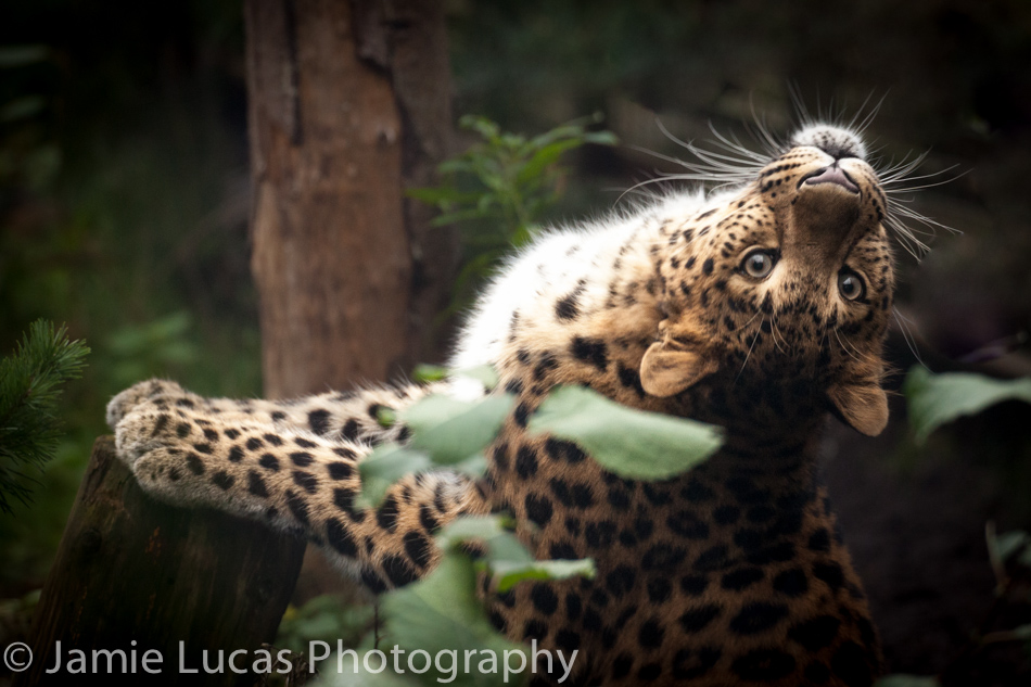 Amur Leopard