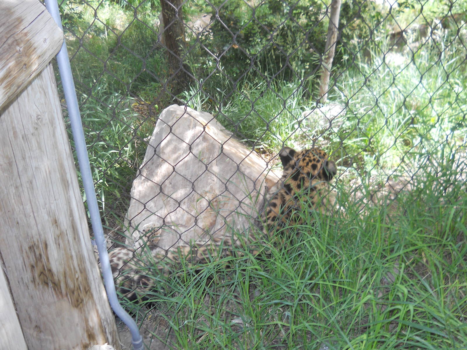 Amur leopard