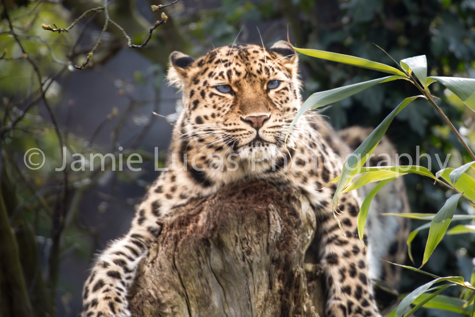 Amur Leopard
